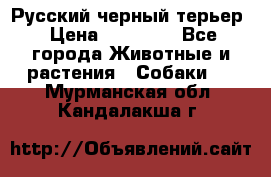 Русский черный терьер › Цена ­ 35 000 - Все города Животные и растения » Собаки   . Мурманская обл.,Кандалакша г.